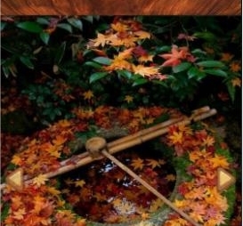 wooden fish安卓版app下载